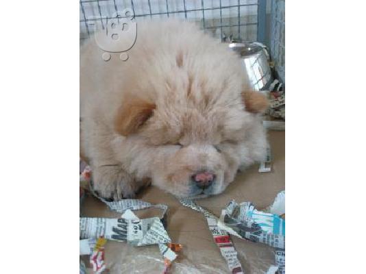 chow chow